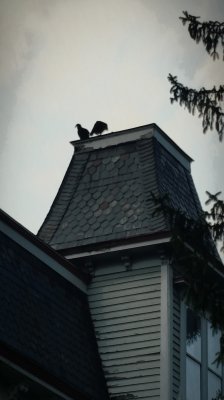 Spooky birds roosting on top of the old mansion.