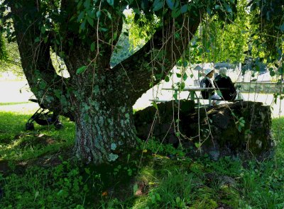 A Place in the Shade