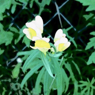 Linaria vulgaris | Common Toadflax