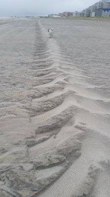 Windblown Beach