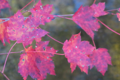 Hot Maple Leaves