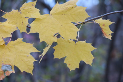 Sugar maple leaves