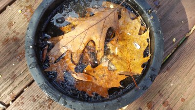 Frozen Bird Water Bowl