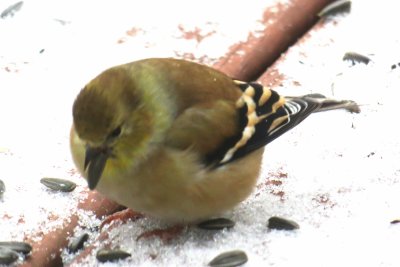 Goldfinch almost finished changing plumage