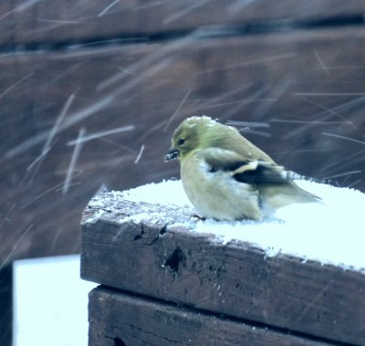 A Cold Goldfinch