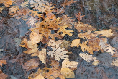 Leaves afloat