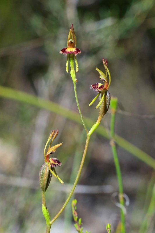 Leporella fimbrimata. Fringed hare orchid