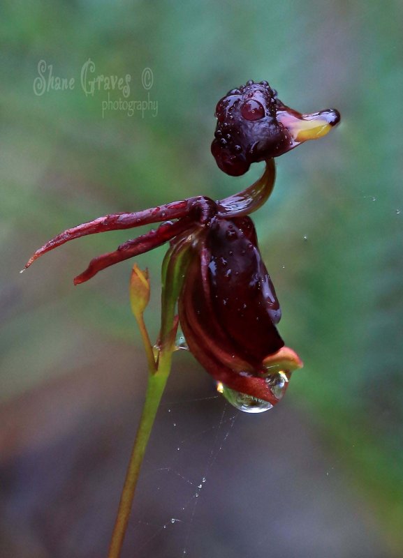 Flying Duck Orchid (Caleana major)