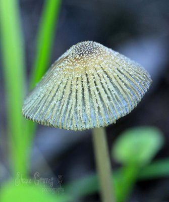 Translucent Fungi