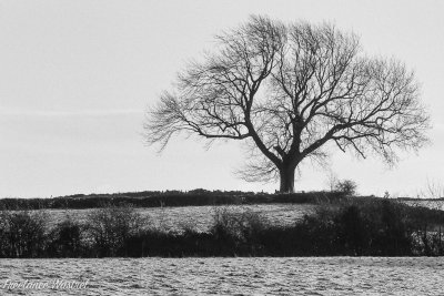 Lone tree, December 2017.jpg