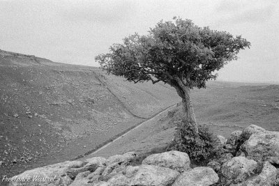 Lone tree, Yorkshire Dales.jpg