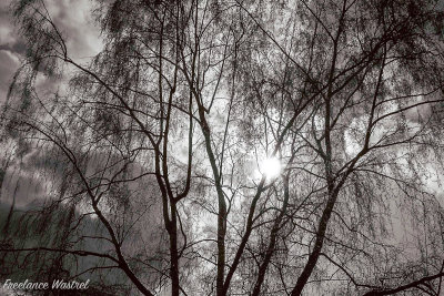 Sun through the silver (birch).jpg