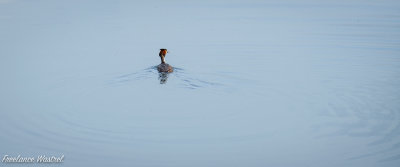 Great Crested Grebe, Attenborough Nature Reserve.jpg