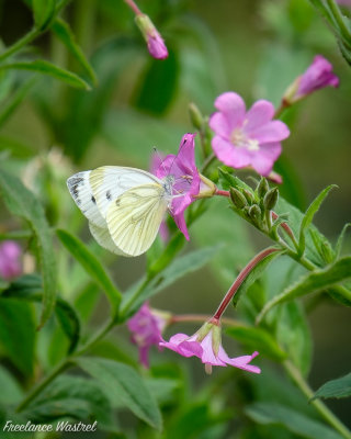 Large White butterfly (Pieris brassicae).jpg