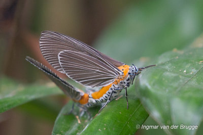 Euplocia membliaria - Snouted Tiger Moth