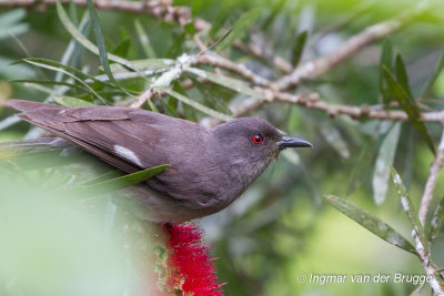 Long-tailed Sibia