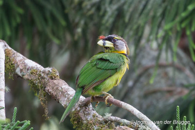 Fire-tufted Barbet