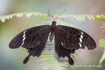 Papilio nephelus - Black-and-white Helen