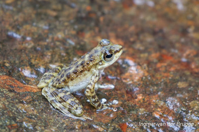 Amolops larutensis - Larut Torrent Frog