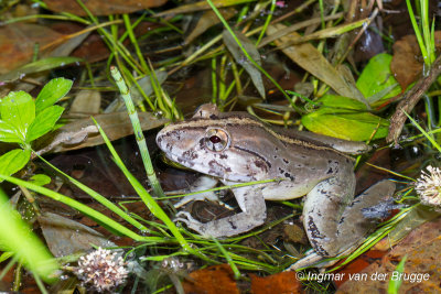 Limnonectes blythii - Giant Asian River Frog