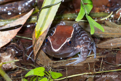 Hylarana luctuosa