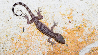 Cyrtodactylus quadrivirgatus - Four-striped Bent-toed Gecko (Taylor's Bow-fingered Gecko)
