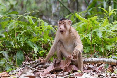 Macaca nemestrina - Southern Pig-tailed Macaque
