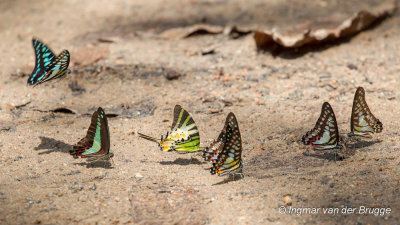 Butterflies (Graphium species)