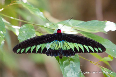 Trogonoptera brookiana - Rajah Brook's Birdwing