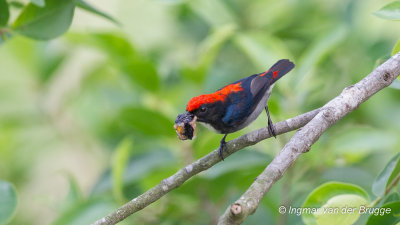 Scarlet-backed Flowerpecker