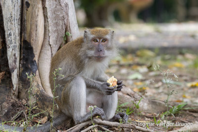Macaca fascicularis ssp. fascicularis - Common Long-tailed Macaque