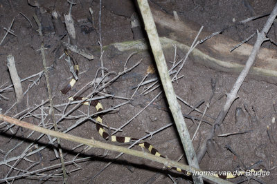 Bungarus fasciatus - Banded Krait