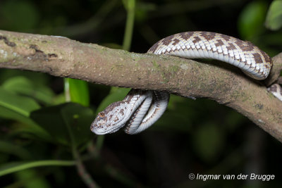 Viperidae (Vipers and Pit Vipers)