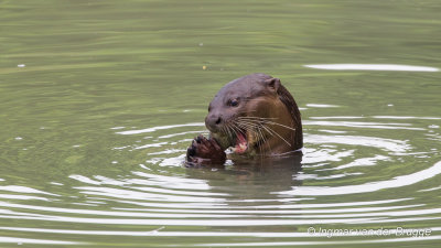Lutrogale perspicillata - Smooth-coated Otter