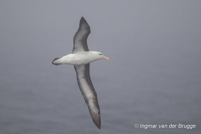 Black-browed Albatross