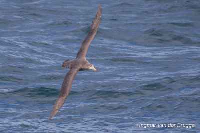 Southern Giant Petrel
