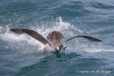 Southern Giant Petrel