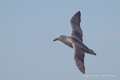 Northern Giant Petrel