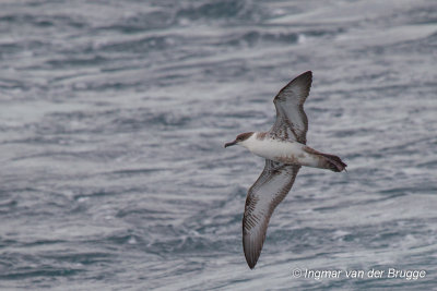 Great Shearwater
