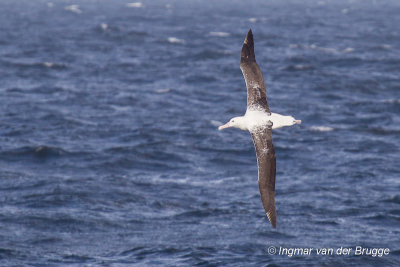 Southern Royal Albatross