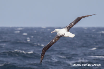 Southern Royal Albatross