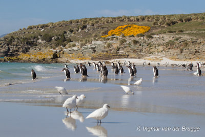 Beach with Snowy Sheathbills and Gentoo Penguins