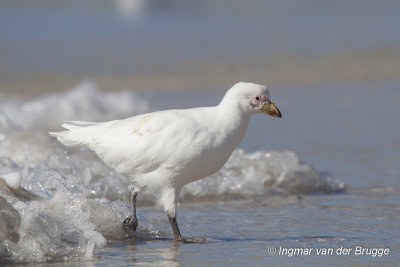 Snowy Sheathbill