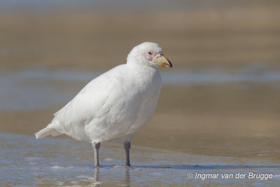 Snowy Sheathbill