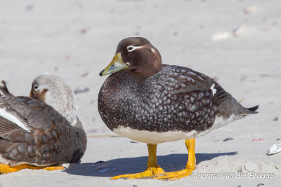 Falkland Steamer Duck