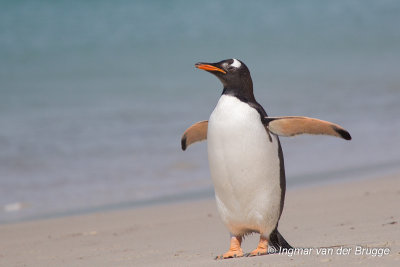Gentoo Penguin
