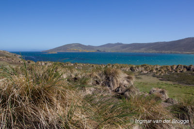 Scene with Tussac grassland