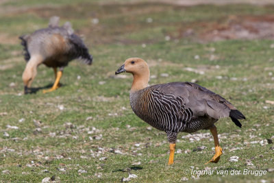 Upland Goose