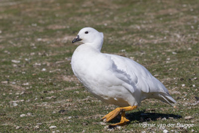 Kelp Goose