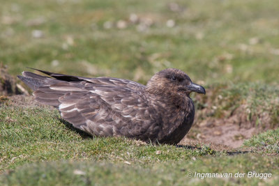 Brown Skua ssp. antarcticus